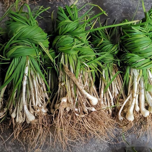 农村俗称的“野生小蒜”，到底能不能吃？为何现在也不多见了？