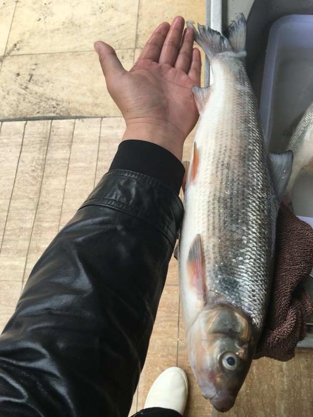 郴州河道涨水青尾鱼泛滥，居民：人均捞半桶，网友担忧把鱼捞绝