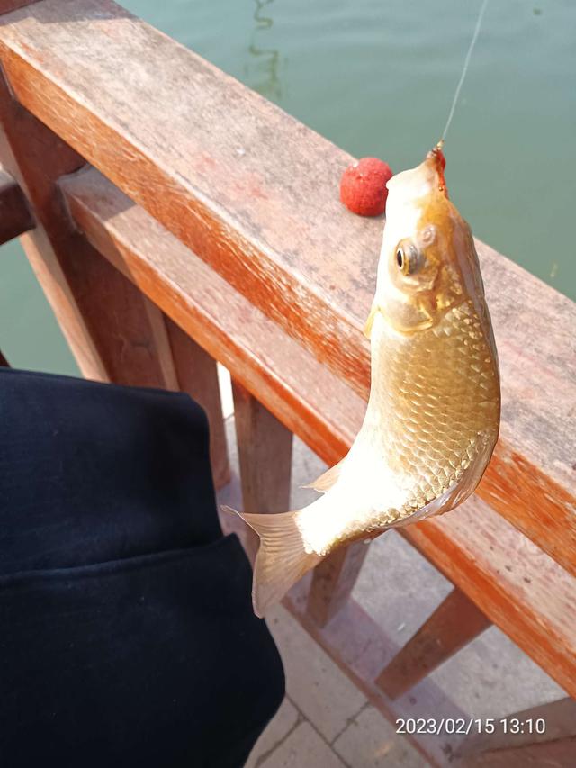 |【钓鱼之家虾粉】天气晴好渔人多,争分夺秒享欢乐