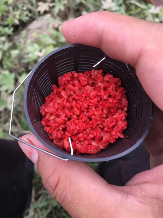 饵料|都说神仙难钓午时鱼,其实找对方法,依然可以开启连杆模式!