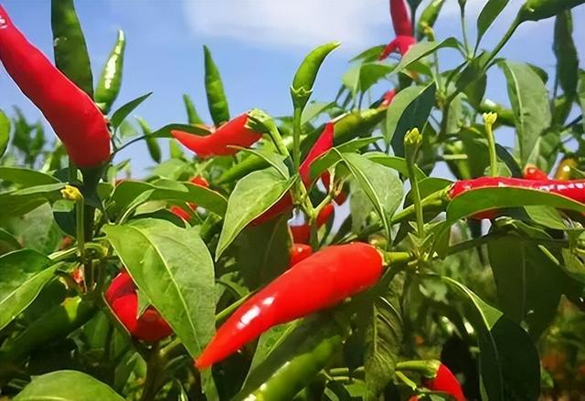 红枣是胃病的“催化剂”？医生：养胃建议远离3物，早了解早受益