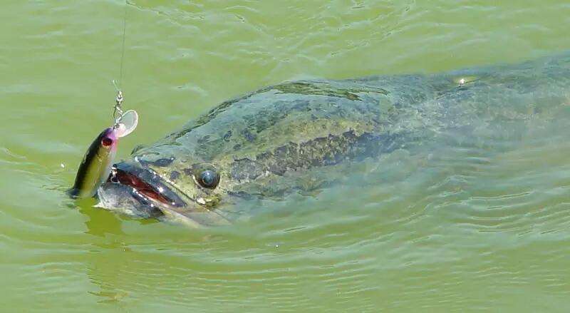 黑鱼|黑鱼是淡水鱼还是海水鱼?垂钓黑鱼需要哪些技巧?