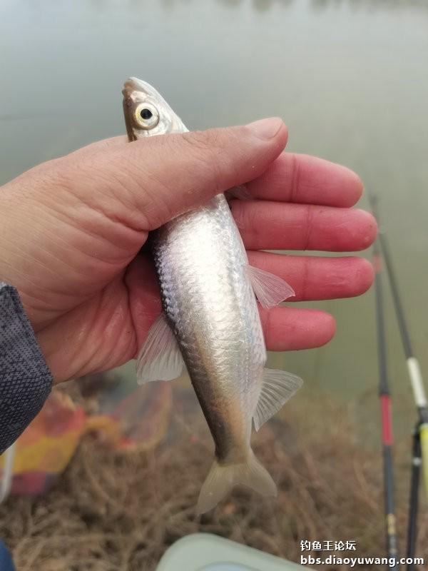 |初五第一钓,青稍连杆上