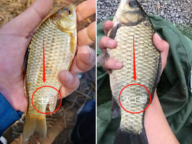 牛肉丸|买鲫鱼，要分清“土鲫”和“工程鲫”，差别挺大，买错难吃不鲜美