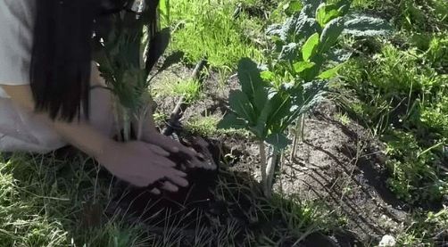 王祖贤|王祖贤温哥华种菜生活：长发腰间散发魅力，白皙肌肤透出平凡之美