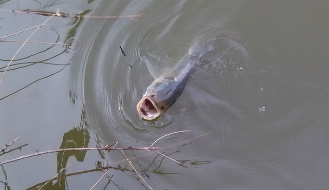 夏末秋初野钓草鱼攻略,双水层钓法效率高