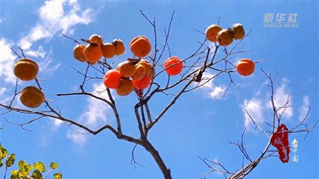 今日霜降|秋季最后一个节气到啦!习俗、养生看这里