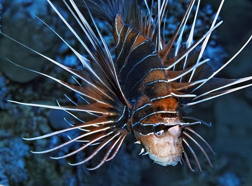 钓鱼人和爱吃鱼的请注意,这9种淡水鱼有毒!