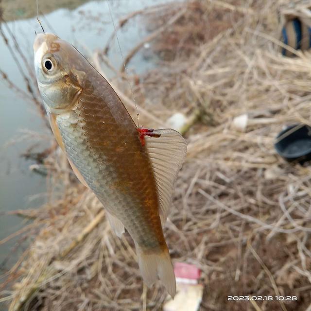 |鱼儿正在向我们招手,你做好准备了吗?