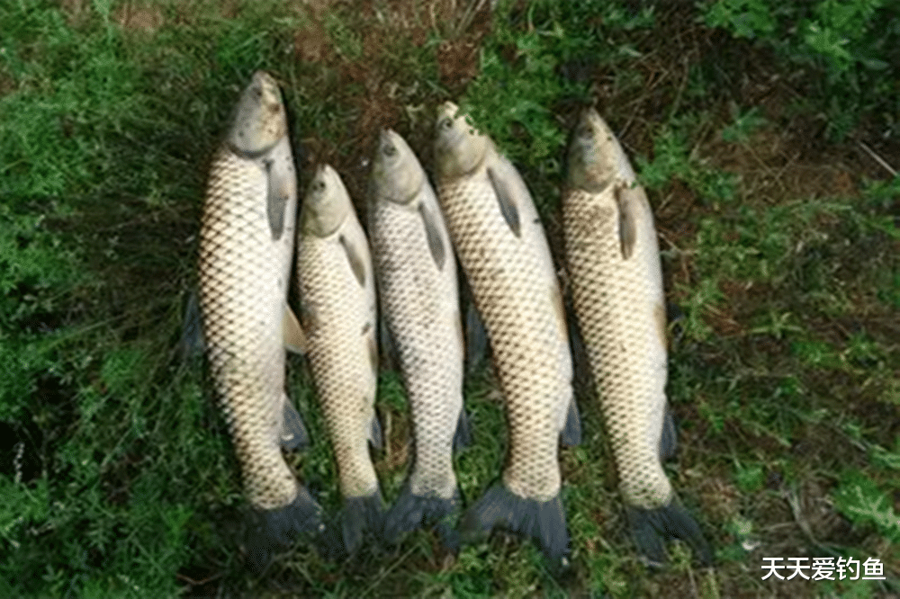 暴雨|夏季雨天能爆护?记住也有4不钓,不是下雨鱼口都好
