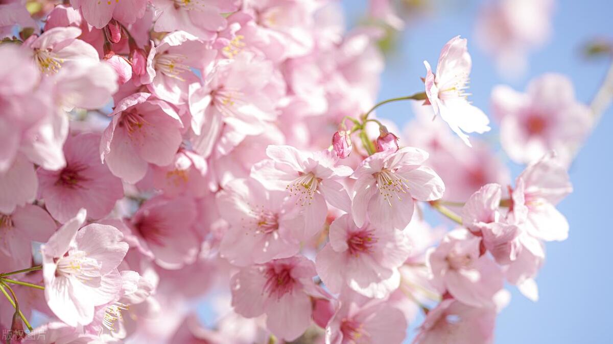 未来一周,喜鹊报喜,3属相桃花旺盛,爱情甜蜜,生活顺风顺水!