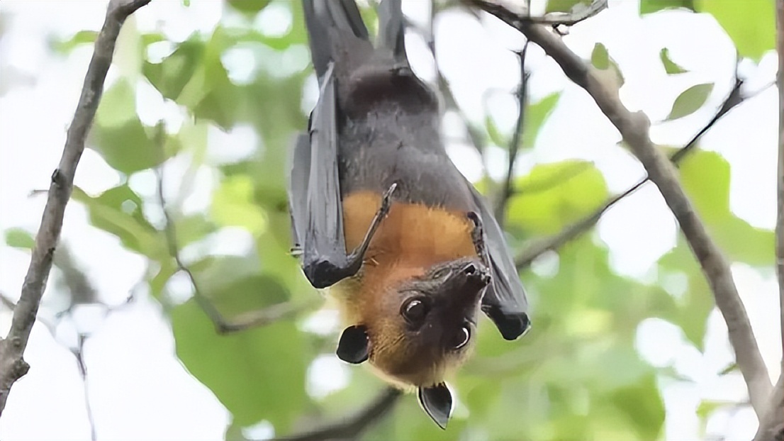 "毒王"蝙蝠:地球上唯一会飞的哺乳动物,为何喜欢倒挂着睡觉?