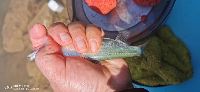 饵料|当隔夜窝遇上通杀腥,喜迎冬日小爆护