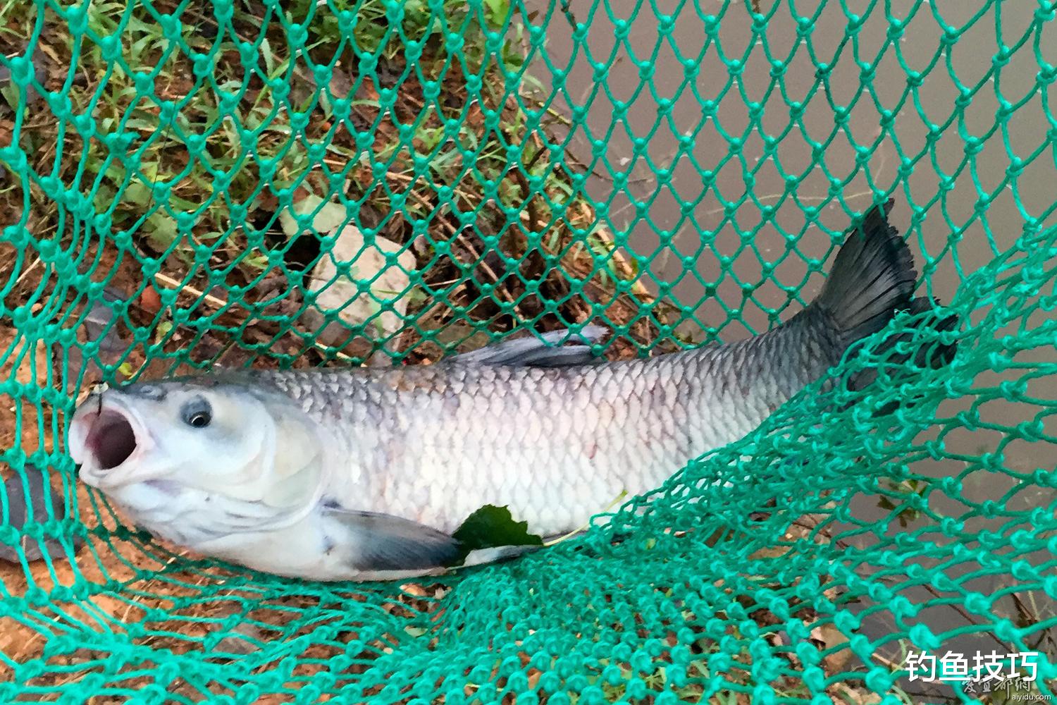 |初春如何钓青鱼？初春钓青鱼的4个小妙招