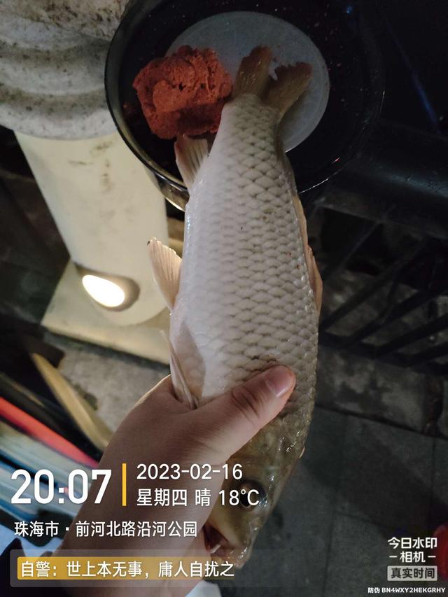 鲤鱼|给鱼尝尝肥宅快乐水，前有花河豚后有靓鲤鱼