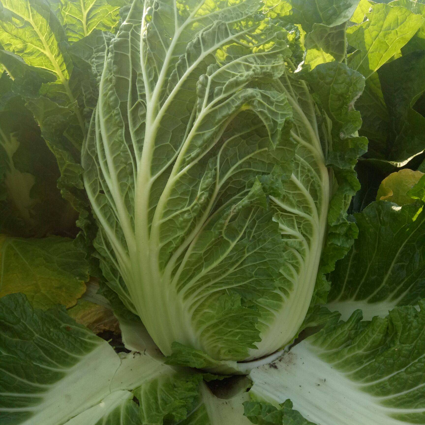 |白菜即将上市！切记，这4种人群不要碰，吃了就是自讨苦吃