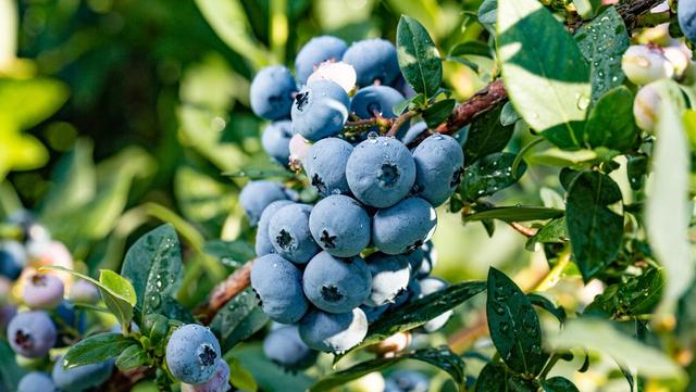 |枸杞国外被捧上天，枸杞面包卖到1000美元，老外：东方魔幻长寿果