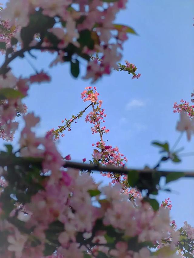 |樱花，美到极致