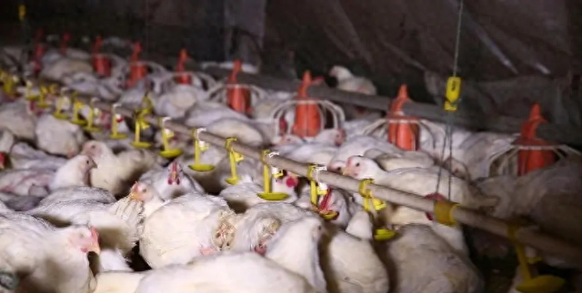 鸡爪|市场上这么多鸡爪都是从哪里来的,吃起来安全吗?看完终于明白了