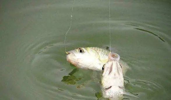 鲤鱼|春季钓鱼是钓底还是钓浮？由外界环境决定，敢大胆尝试才是关键