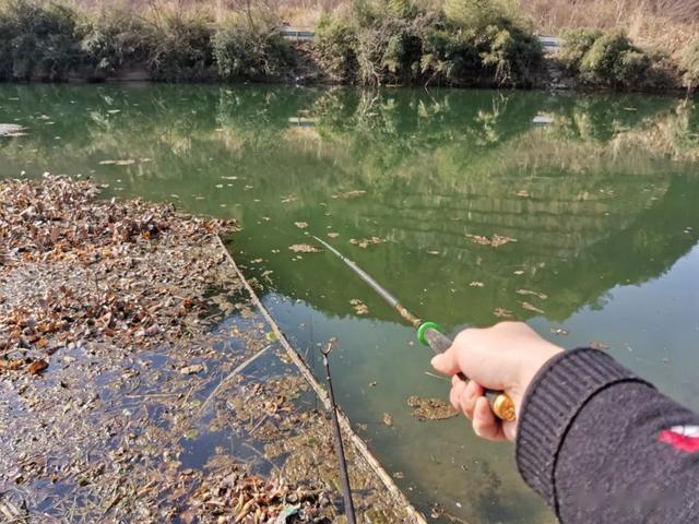 鲫鱼|你知道冬钓鲫鱼的最佳时间段吗?这几条信息很重要,干货分享