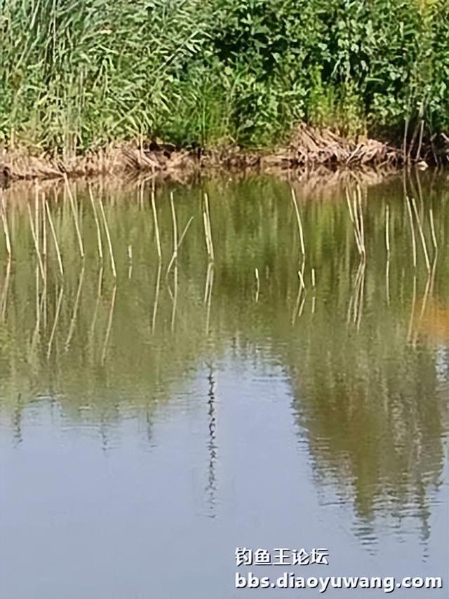 高温酷暑,正是钓大鱼的好时机