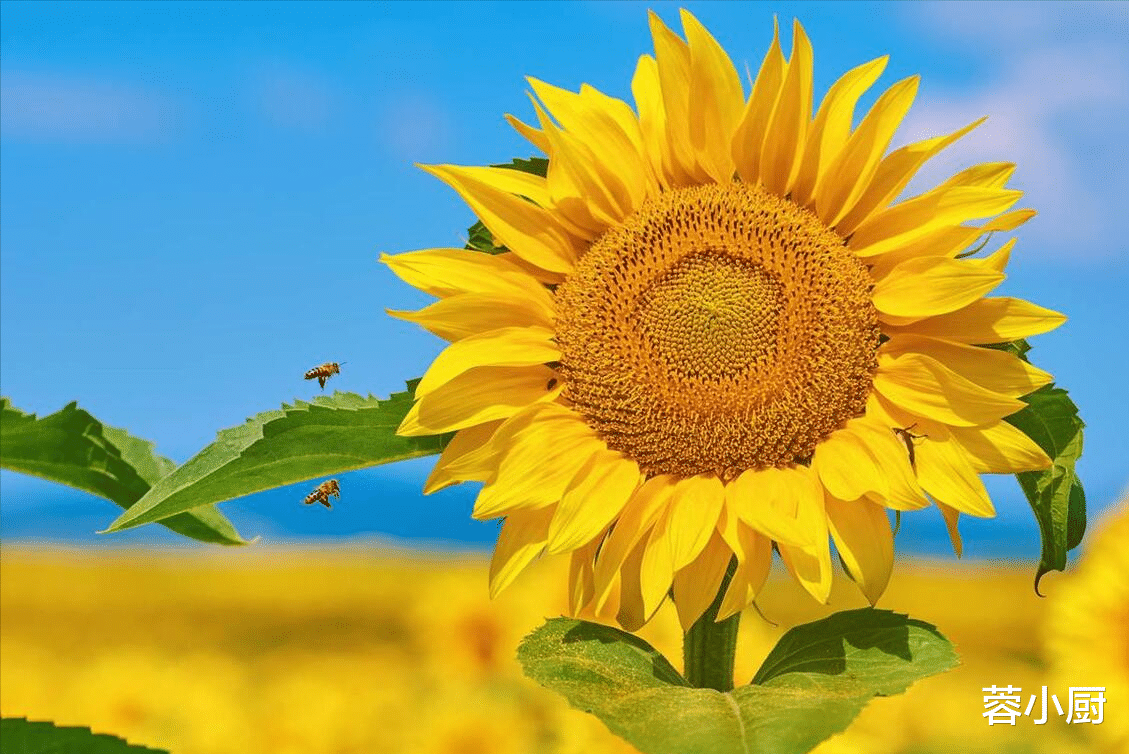美食教程|7月11三伏天，再忙也要吃4种“温阳”食物，升阳气祛寒湿，强免疫
