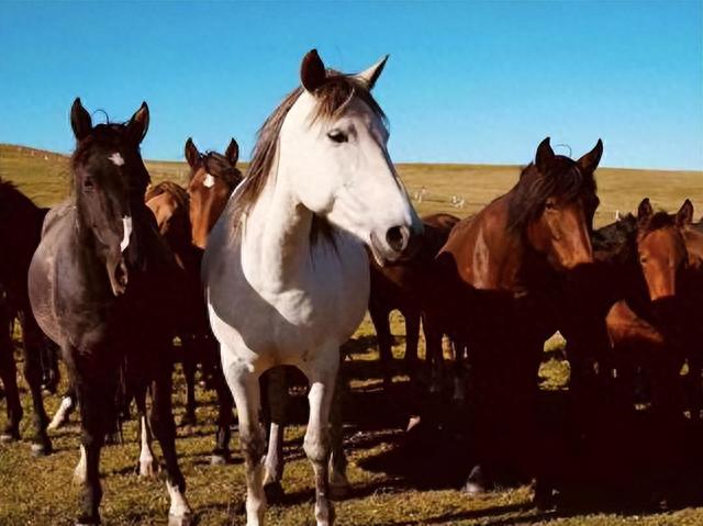 马肉|全球每年宰杀约470万匹马,为何国人却很少吃马?马肉不好吃吗?