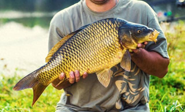 初秋野钓没口怎么办?是时候调整方法了,这样作钓更易中鱼!