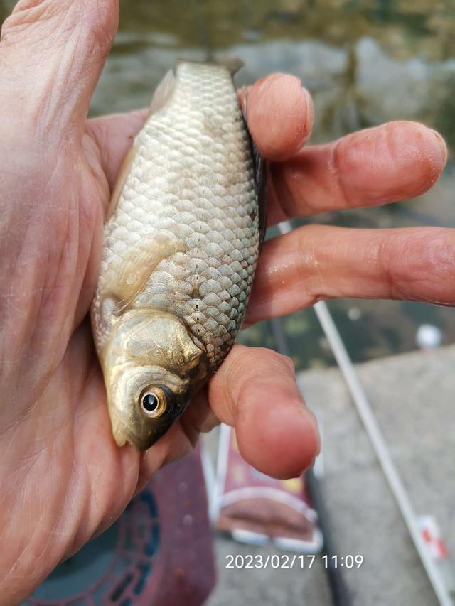 饵料|【钓鱼之家虾粉】放开70天第一钓，虾粉助我过足了瘾！