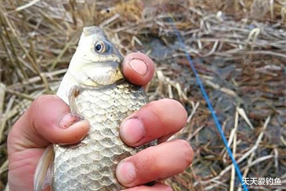 冬季野钓，这种现象说明有鱼窝，不用打窝直接开钓