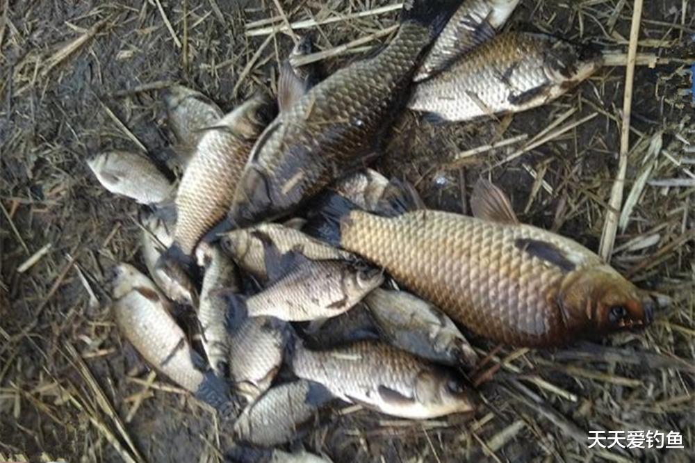 冬季野钓鲫鱼，4种位置是天然鱼窝，找到一准连竿