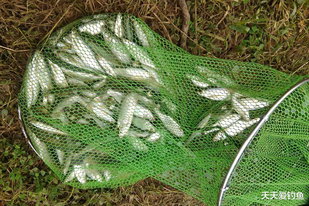 夏季钓白条,最佳方法不是全飞铅,而是这种民间钓法