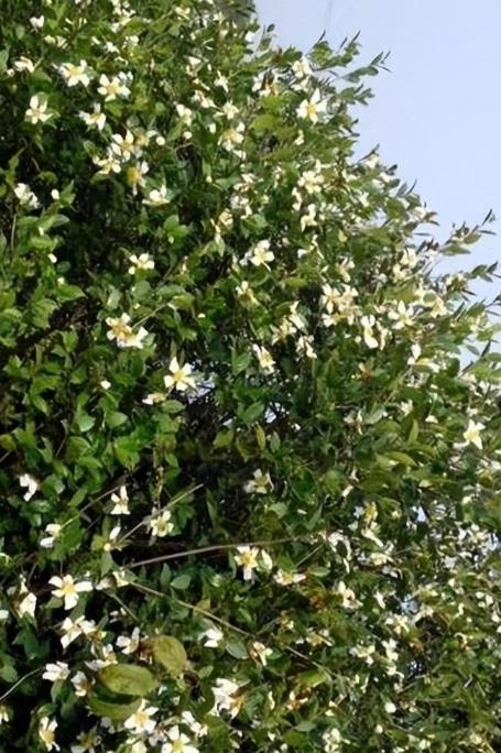 调料|曾是皇帝御用，如今却无人问津，“油中软黄金”是如何走向末路？