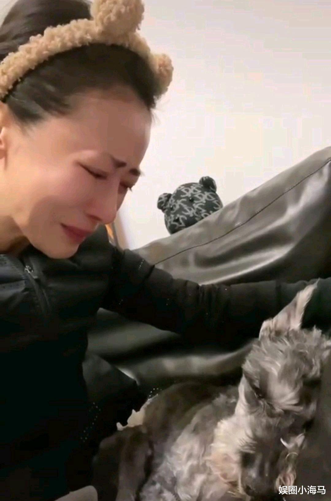 陈紫函|陈紫函痛哭流涕,只因宠物狗病危!直言来世想让宠物狗做她宝宝
