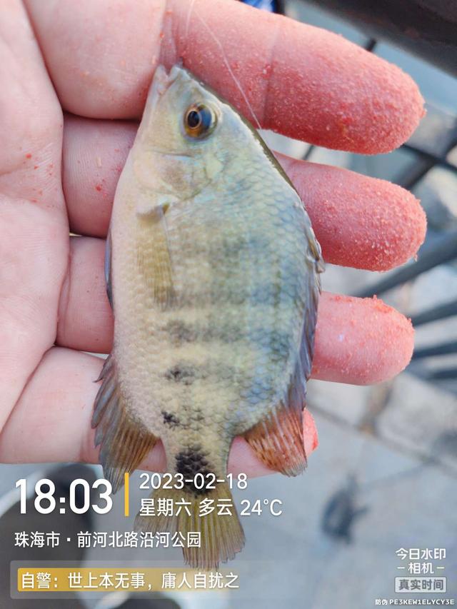 鳊鱼|今天是个好日子,用小钩鱼儿多多上,换大钩连竿大麦鲮