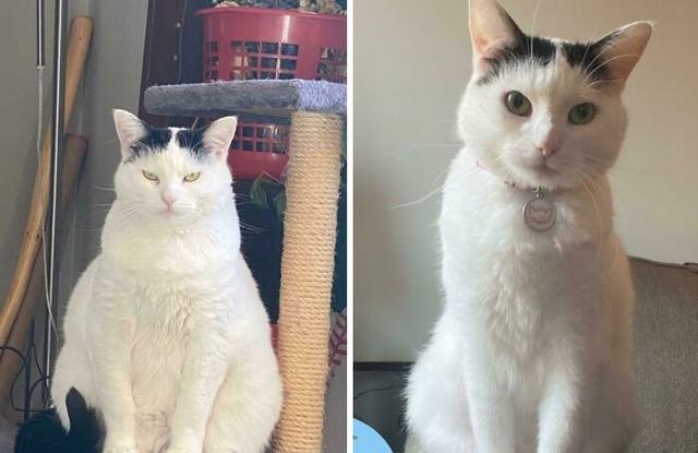 外国铲屎官晒自家猫猫减肥前后对比,每个可爱的小胖子都是潜力股!