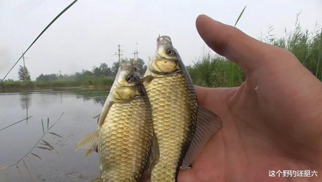 鲫鱼|“浅水没鱼,深水没口”夏季钓鲫鱼如何找对水深?合理钓浅鱼获多