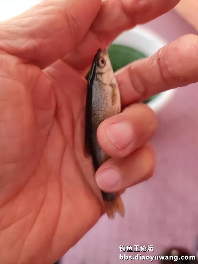 地狱猫一到,柳根无处逃