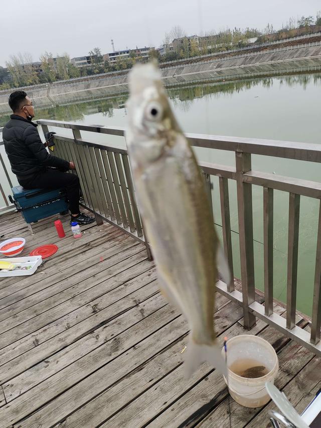 鲫鱼|简单实用的线组搭配技巧，新手少走弯路
