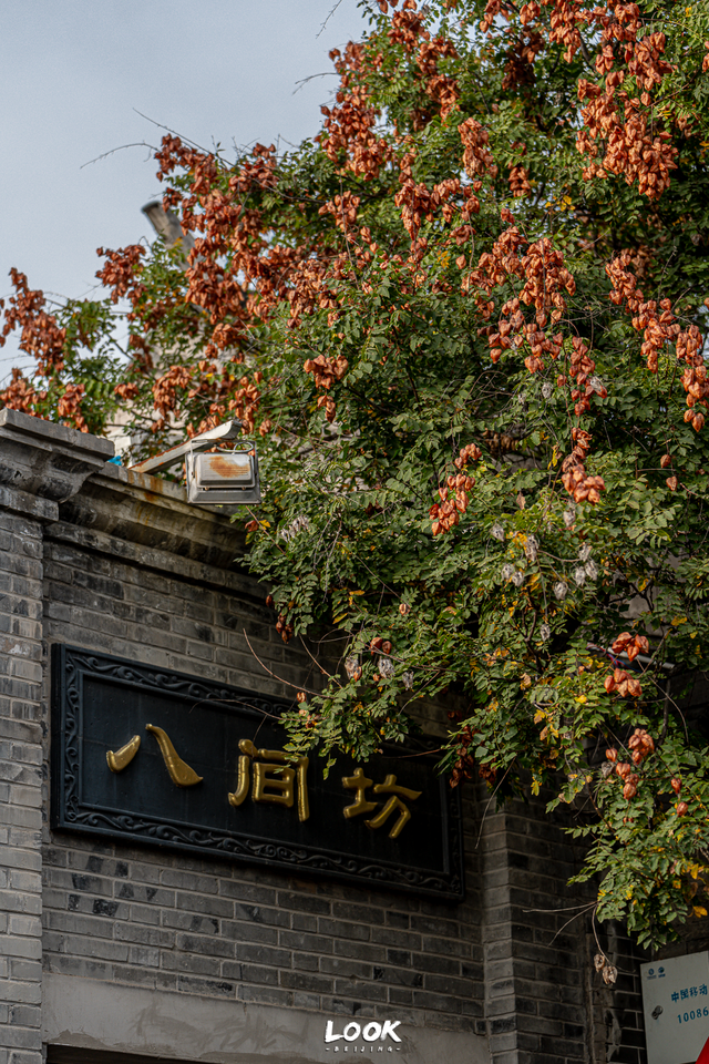 栾树|栾树红了，北京的秋天开始了