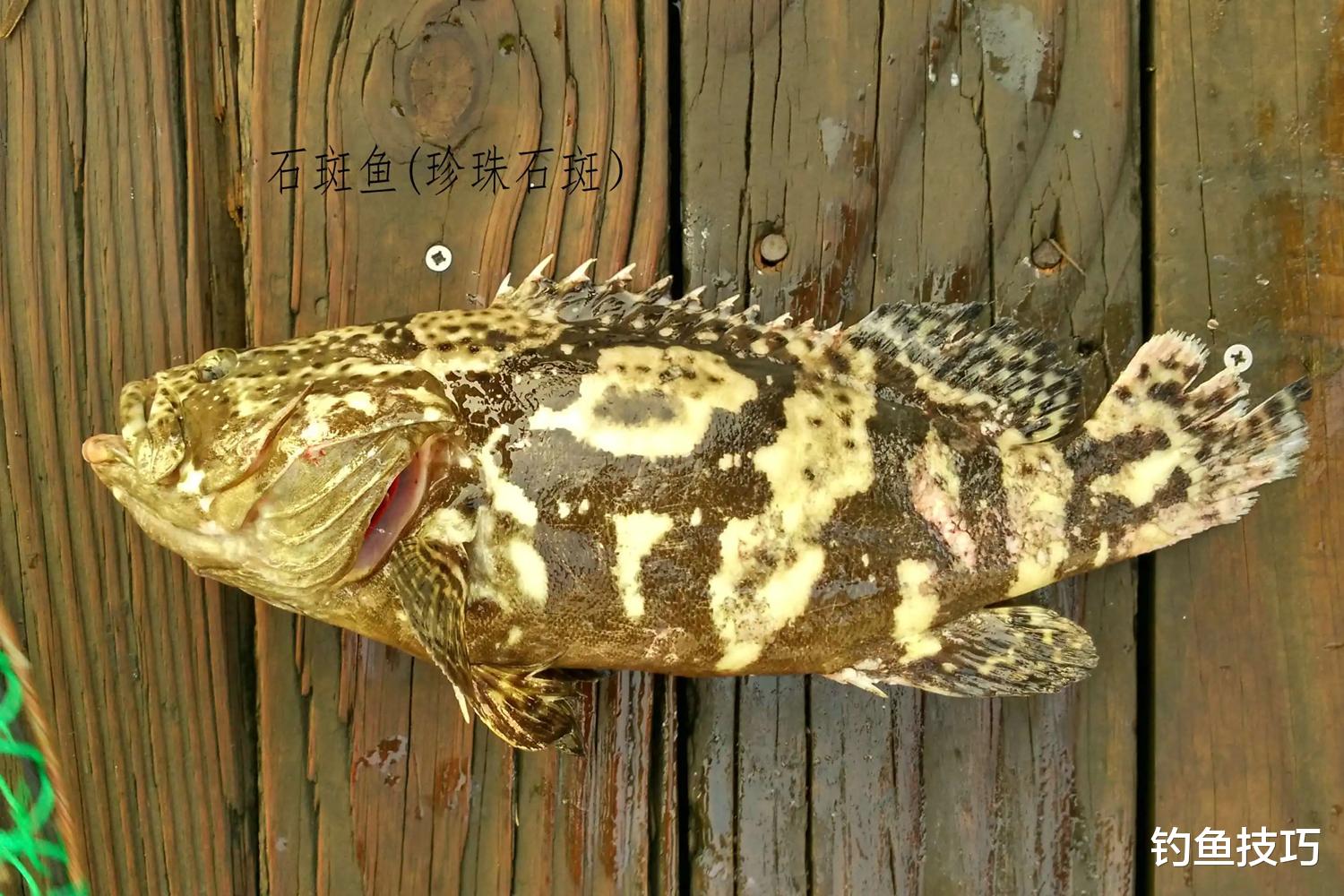 海钓|如何钓大石斑鱼？钓石斑鱼的4个秘诀