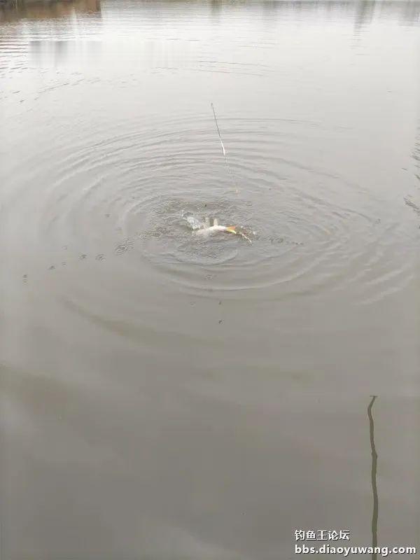 鲤鱼|断崖式降温,巧搭饵料擒斤鲫