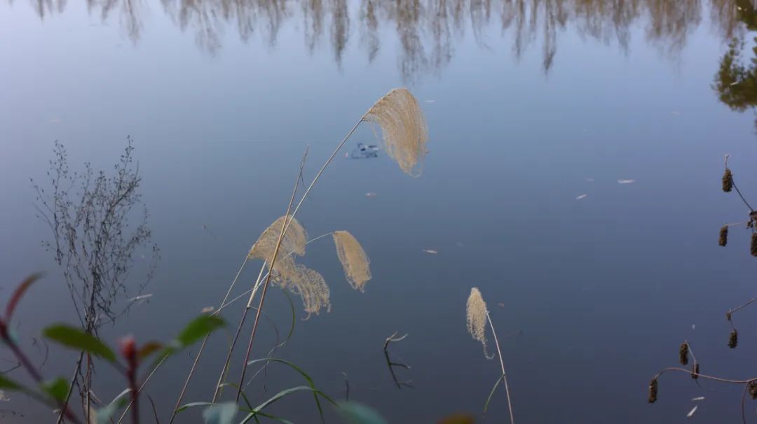 一个奇效良方，健脾利水止咳，降血脂、降血压，去湿疹、治眩晕