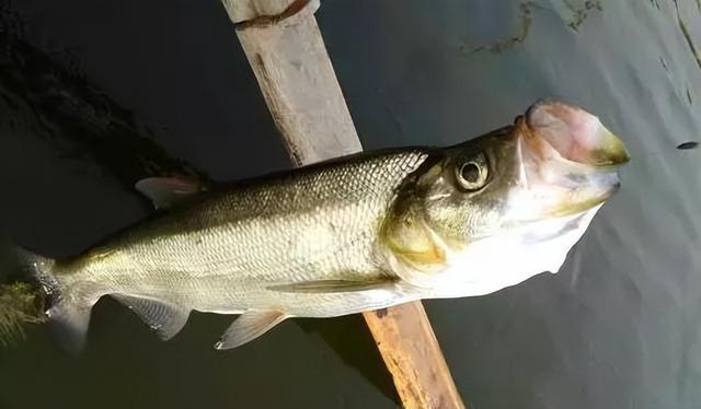 伏天用这些方法来“对付”翘嘴,鱼获直接翻倍提升!