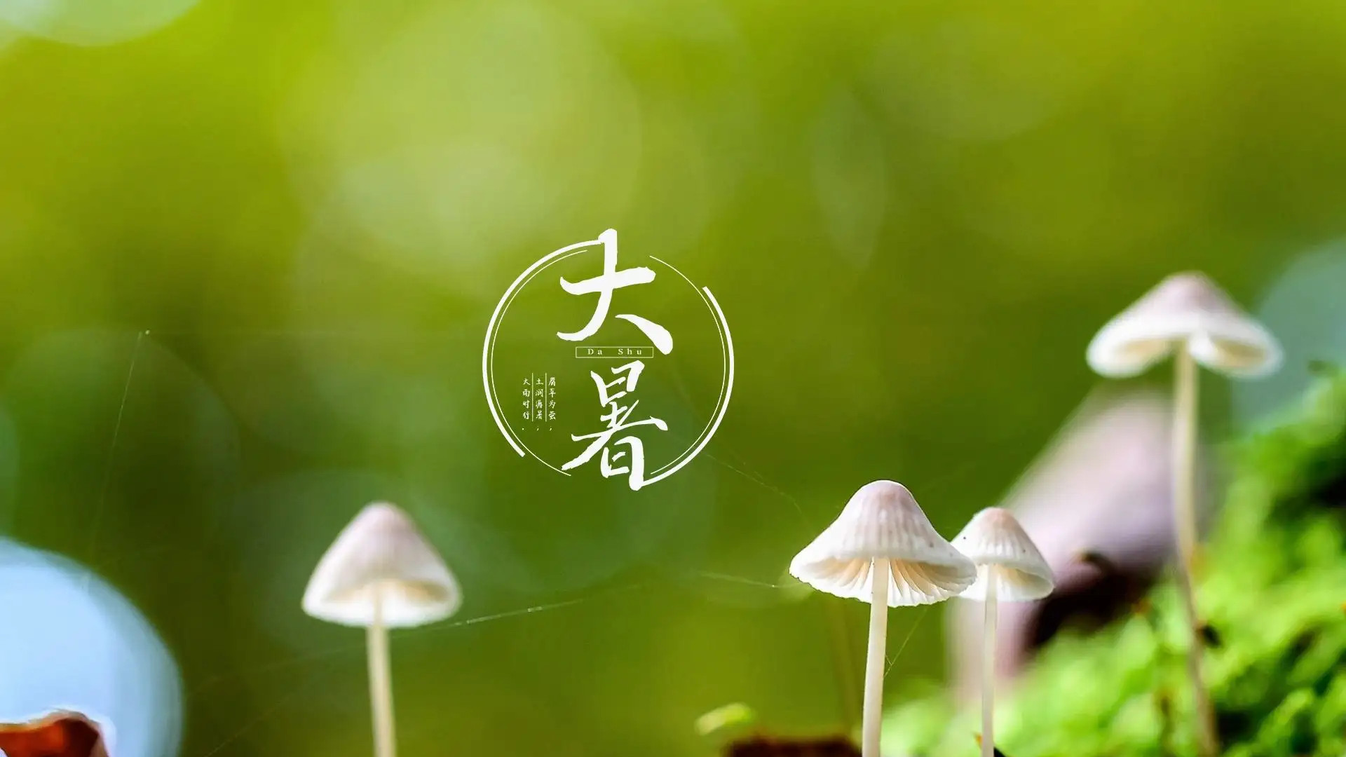 馒头|“大暑吃3草，一年无病扰”，指哪3草？7月23大暑，早了解早准备