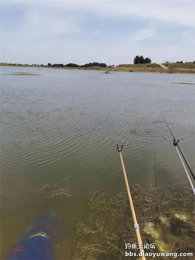 鲫鱼|六月首战告捷，疯钓鲫果味立功