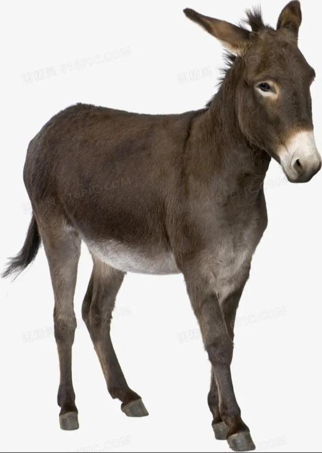 |民族文化：回族不吃猪肉，满族不吃狗肉，汉族百无禁忌吗？错！