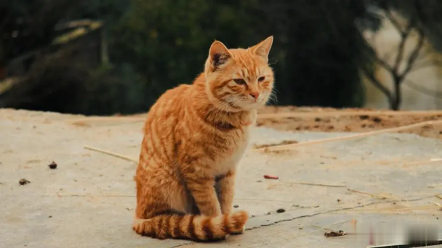 火鸡|什么都敢吃的中国人,为什么唯独不吃这五种动物?是真的不能吃?