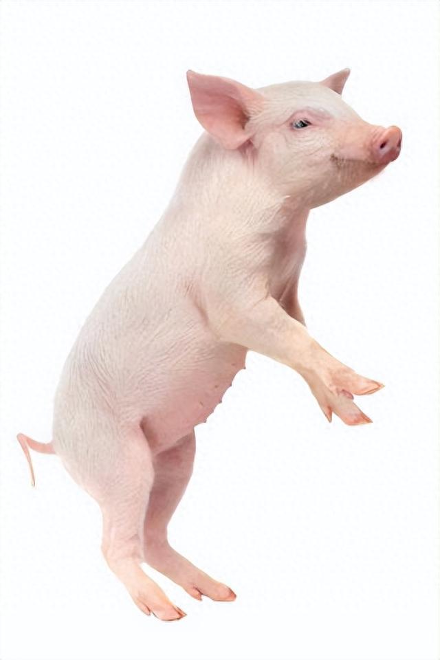 猪肉|现在的猪肉吃着不香了?口味变了还是猪肉变了,听养殖户怎么说!